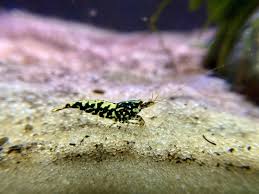 Black Galaxy shrimp on white sand
