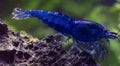Dark blue/black cherry Neo Caridina Shrimp