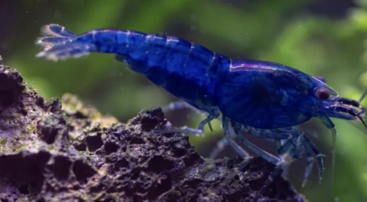 Dark blue/black cherry Neo Caridina Shrimp