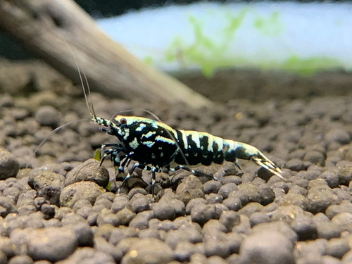 Black Galaxy Fishbone Caridina Shrimp