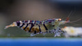 Orange eye blonde Tiger Caridina Shrimp