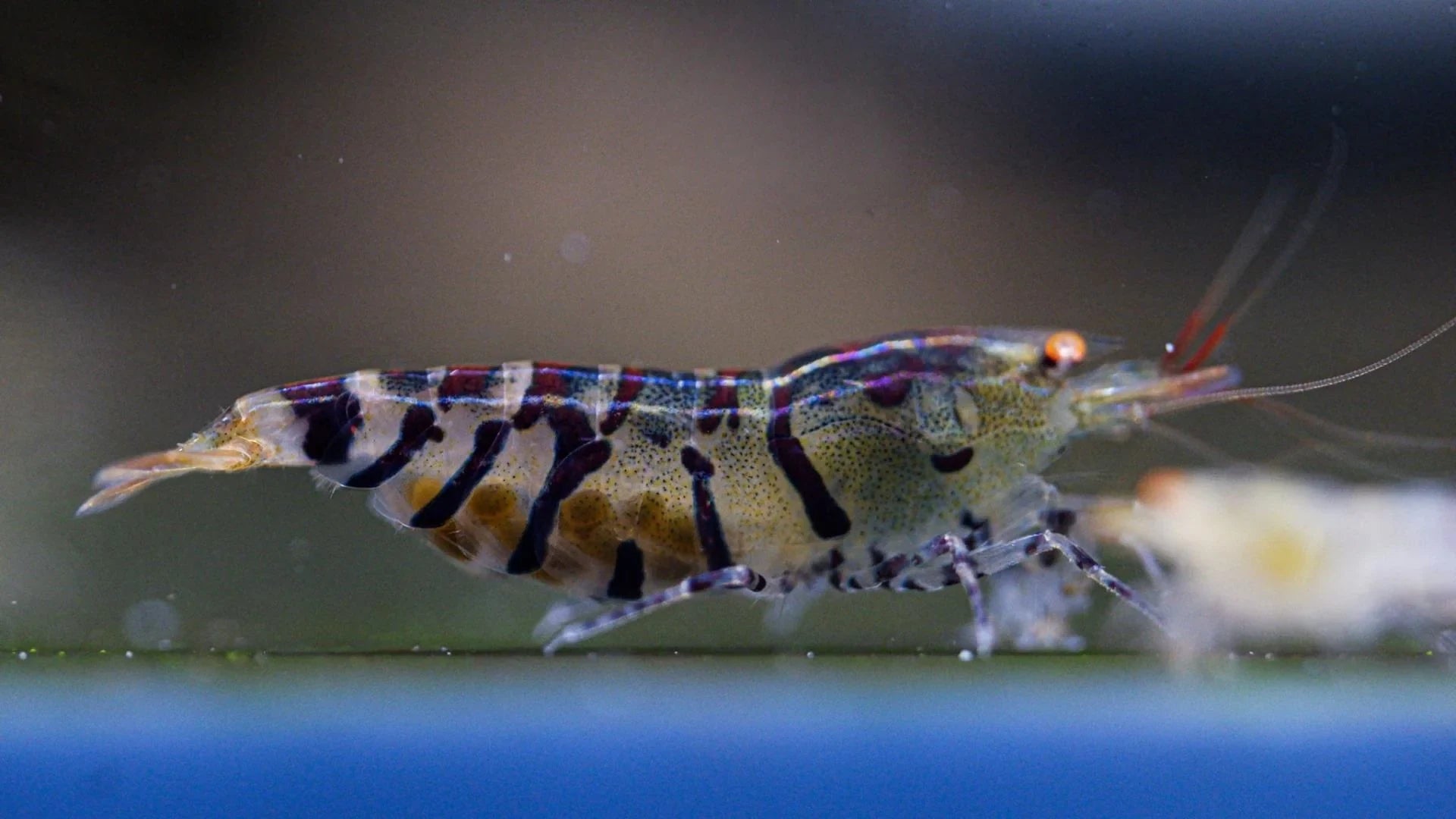 Orange eye blonde Tiger Caridina Shrimp