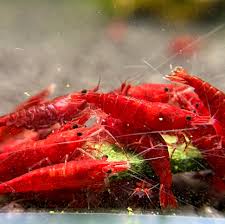 Bloody mary feeding frenzy