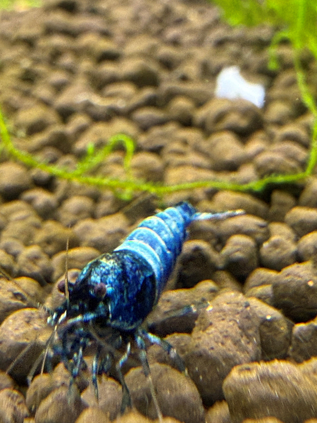 Extreme Blue Bolts on active soil