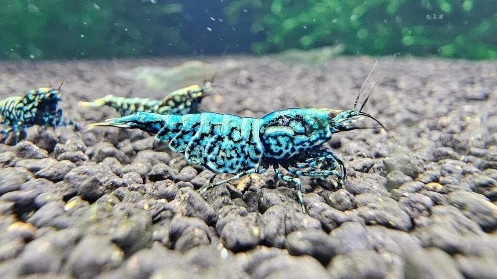Blue Galaxy Snowflake Caridina Shrimp