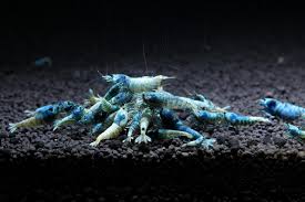 Extreme Blue Bolts on active soil