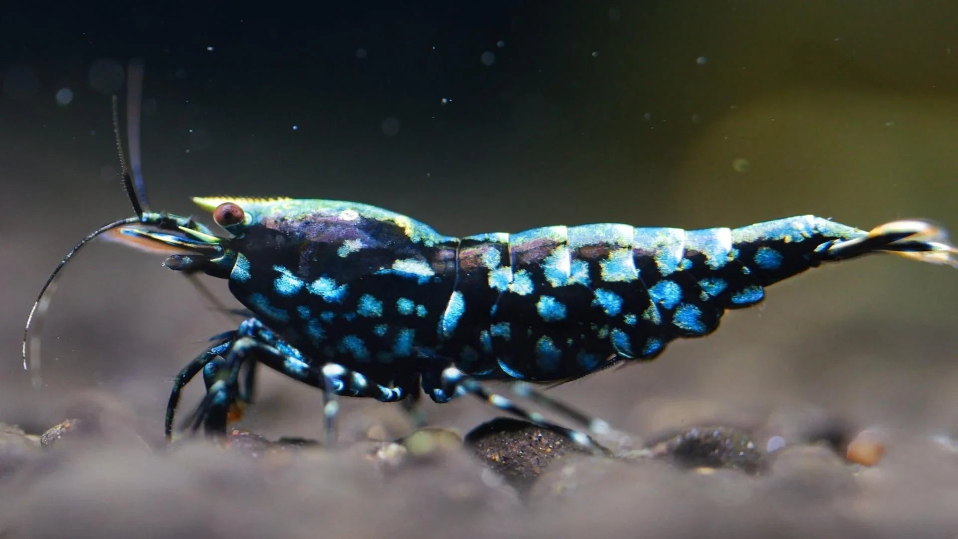 Blue Galaxy Snowflake Caridina Shrimp