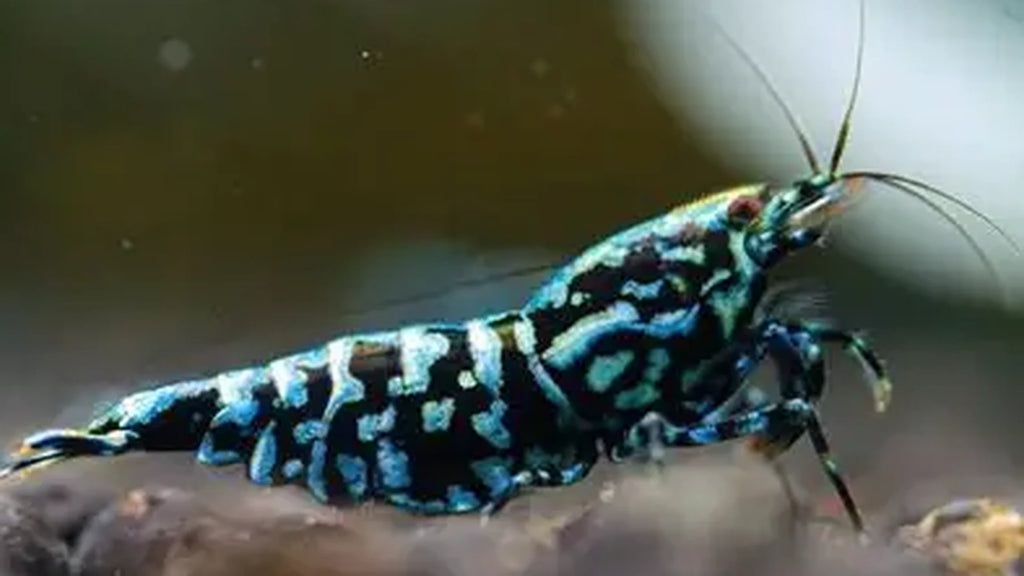 Blue Galaxy Snowflake Caridina Shrimp