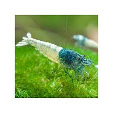 Blue steel perfection on grass moss