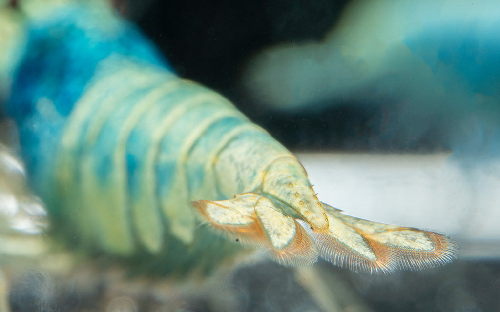 Blue Steel Caridina Shrimp