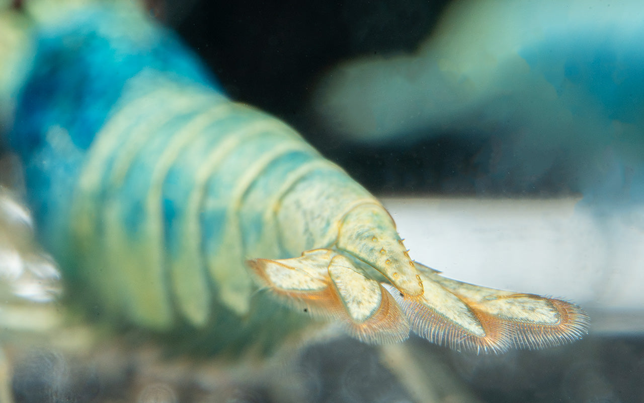 Blue Steel Caridina Shrimp