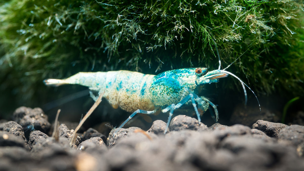 Blue Steel Caridina Shrimp