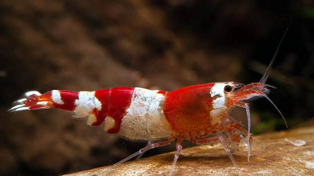 Crystal Red Caridina shrimp MEGA colony x 100 shrimp!