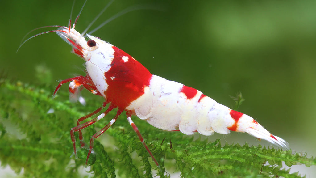 Pure Red Line PRL Caridina Shrimp - SALE!