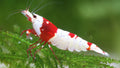 Pure Red Line PRL Caridina Shrimp - SALE!