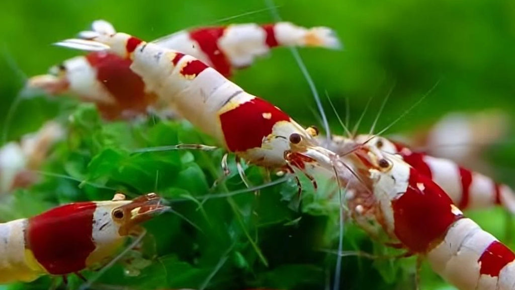 Crystal Red Shrimp