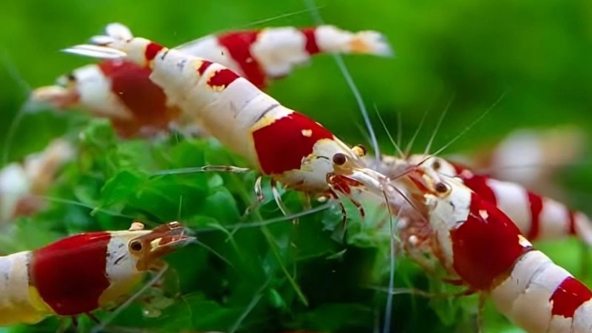 Crystal Red Shrimp
