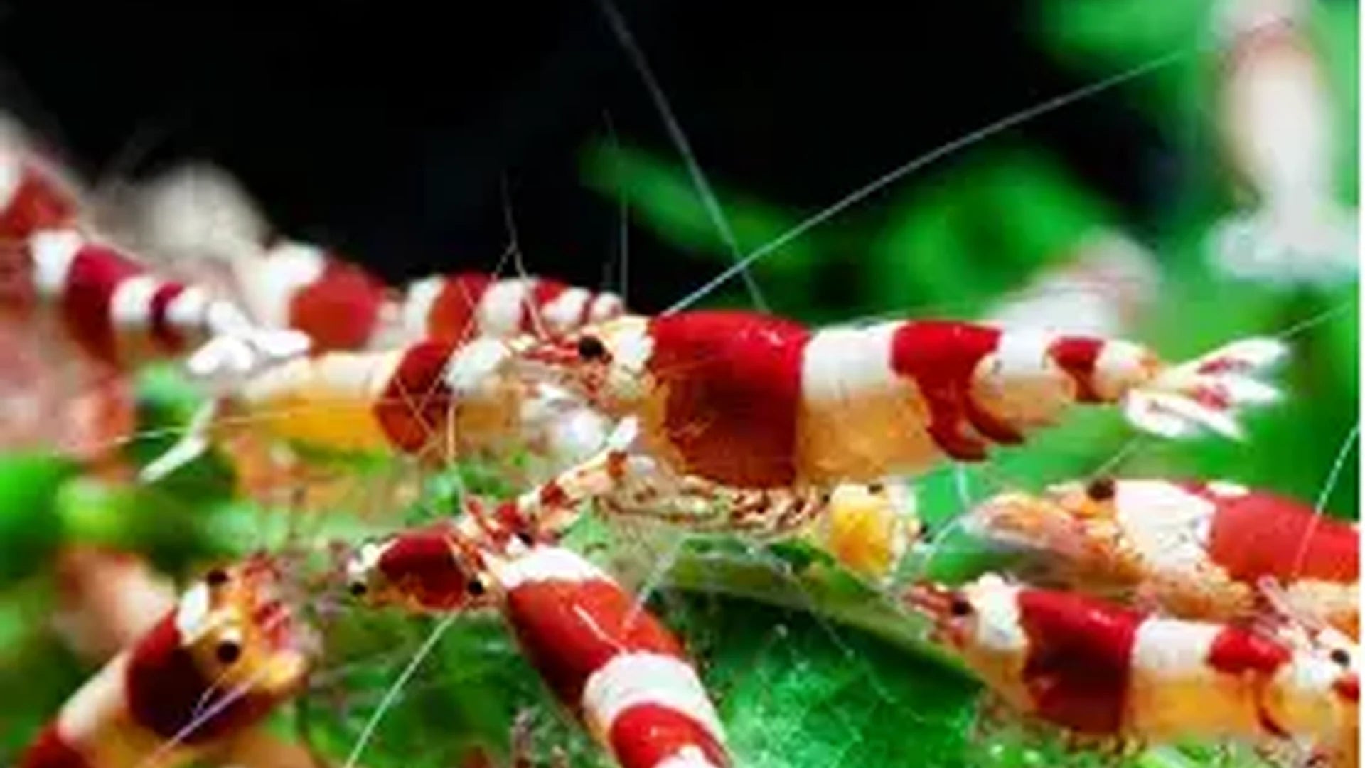 Crystal Red Caridina shrimp MEGA colony x 100 shrimp!