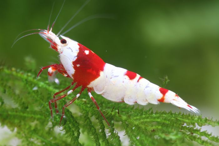 Crystal red shrimp on green moss