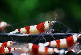 Crystal red caridina shrimp on active soil