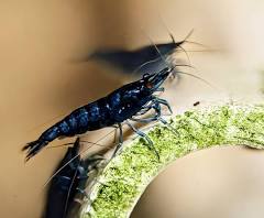 Blue cherry shrimp with a blurred background