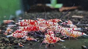 Red fancy tiger feeding frenzy