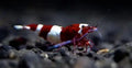 Red Wine Panda Caridina Shrimp