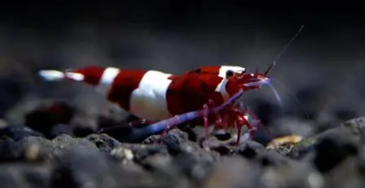 Red Wine Panda Caridina Shrimp