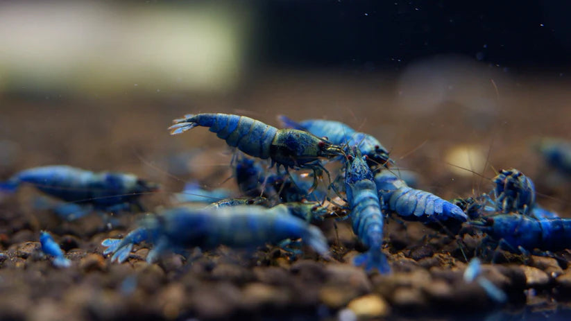 Extreme Blue Bolts on active soil