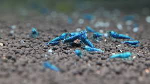 Extreme Blue Bolts on active soil