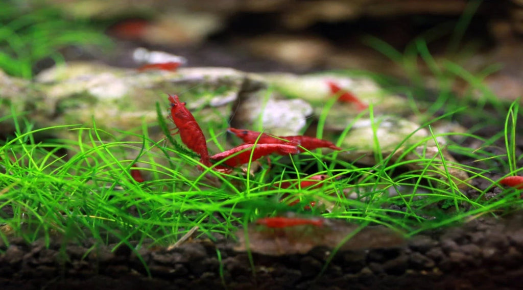 fire reds with dark substrate and green grass