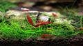 fire reds with dark substrate and green grass