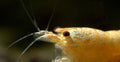 Golden Bee Caridina Shrimp
