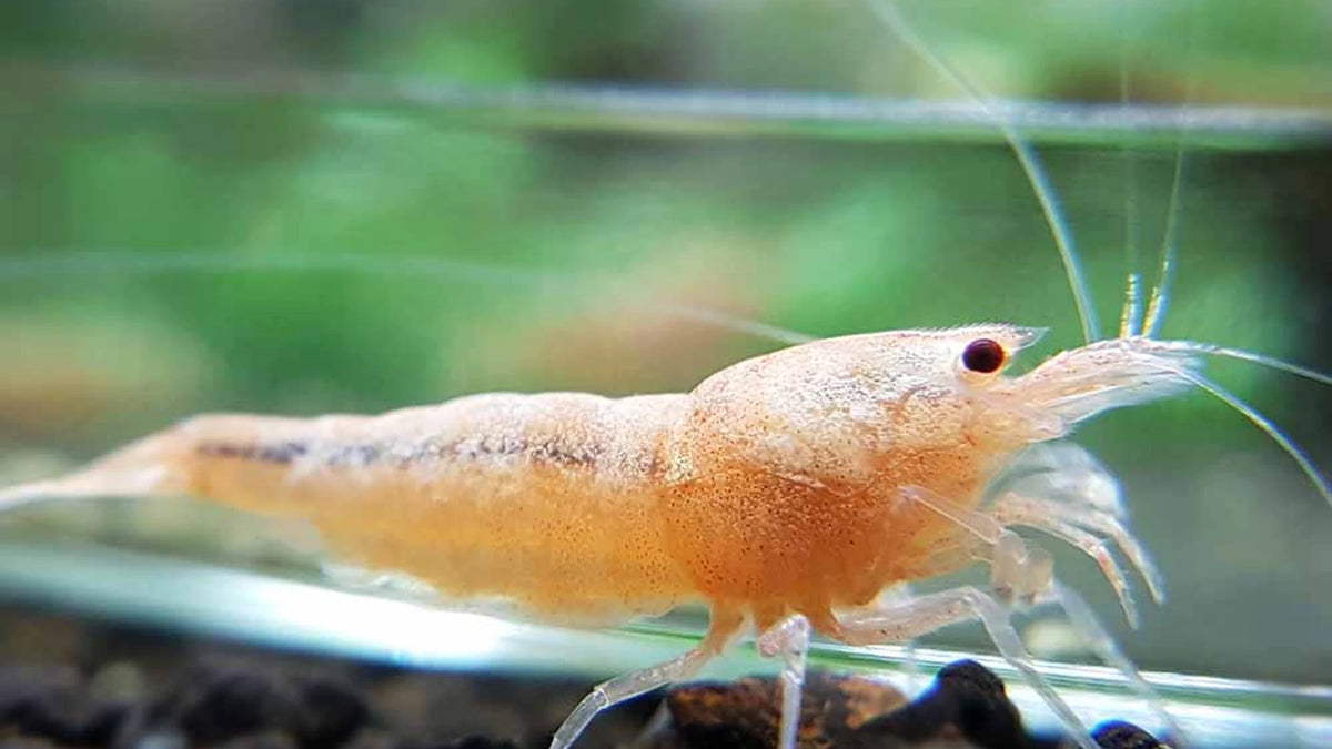 Golden Bee Caridina Shrimp