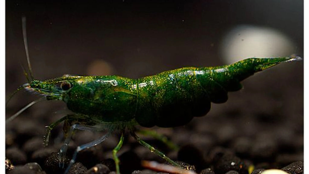 Green Diamond Neo Caridina Shrimp