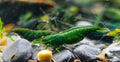 Green Diamond Neo Caridina Shrimp