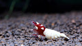 German Red Spotted Pinto Caridina Shrimp