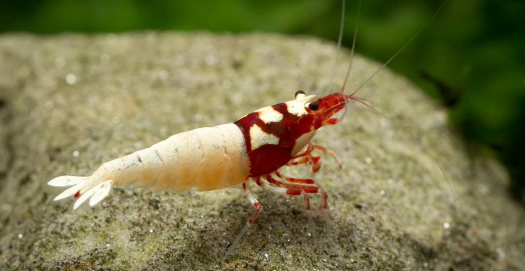 German Red Spotted Pinto Caridina Shrimp MEGA colony x 100 shrimp