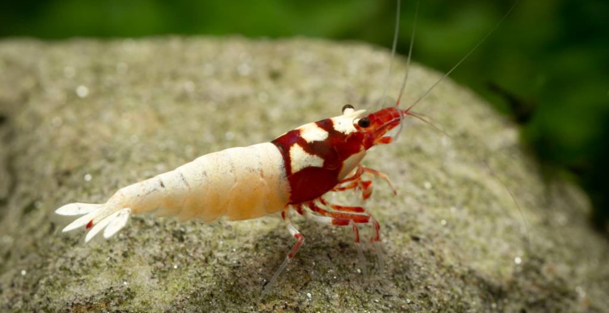 German Red Spotted Pinto Caridina Shrimp Instant Colony x 30 shrimp