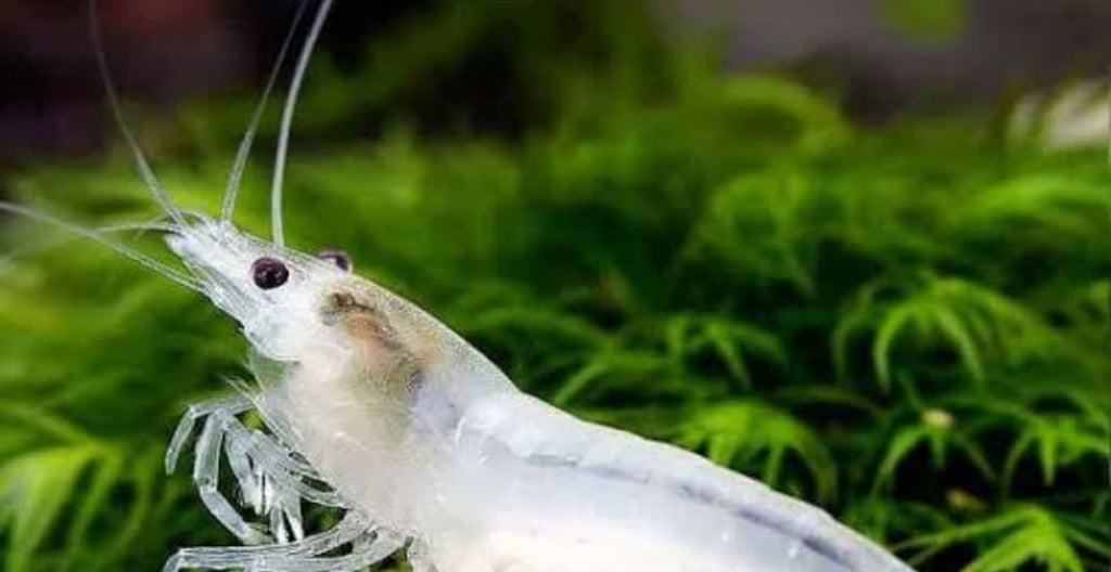 Snow Ball Neo Caridina Shrimp