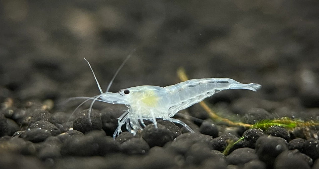 Snow Ball Neo Caridina Shrimp