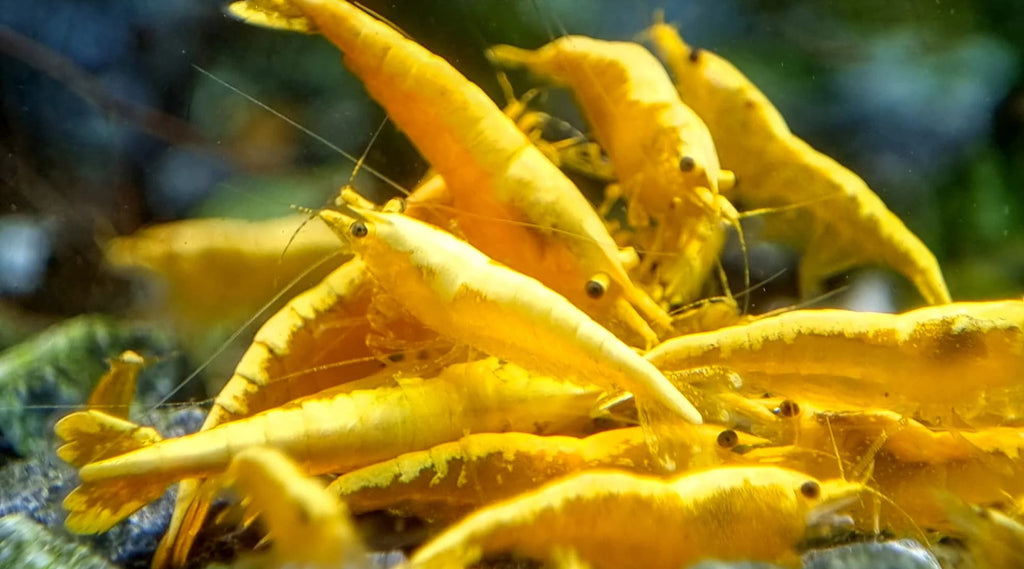 Golden back Yellow Neo Caridina