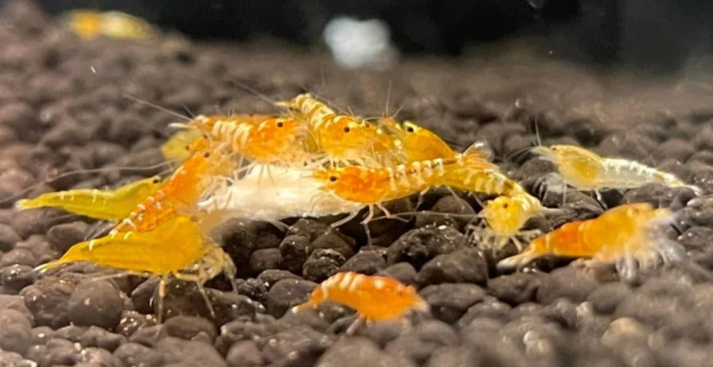 Yellow Pinto Caridina