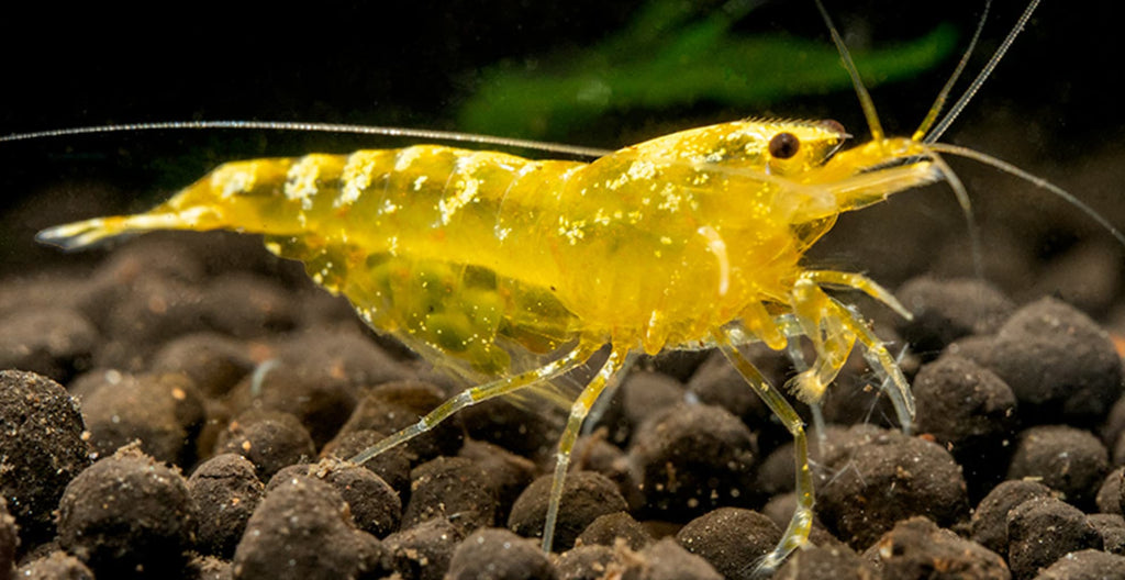 Yellow Pinto Caridina