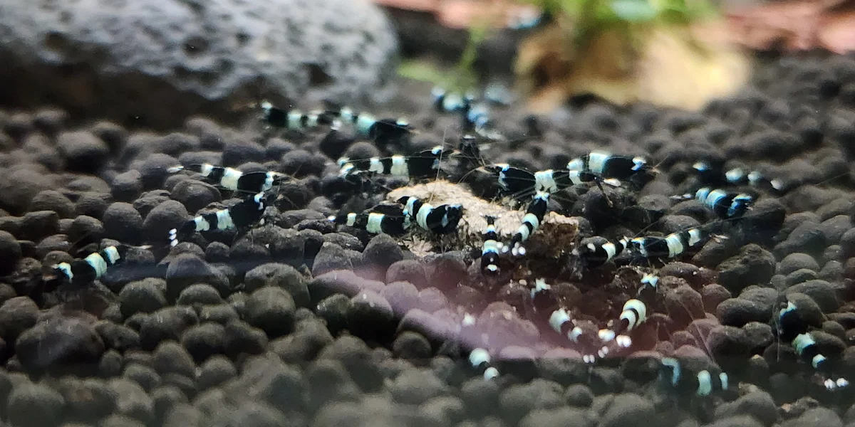 Shadow Panda Caridina Shrimp