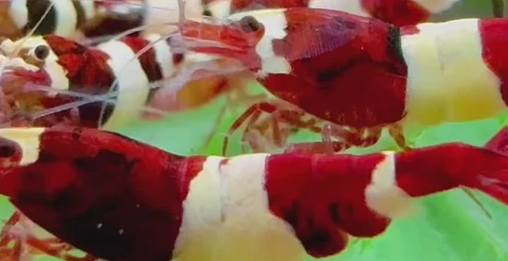 Red Wine Panda Caridina Shrimp
