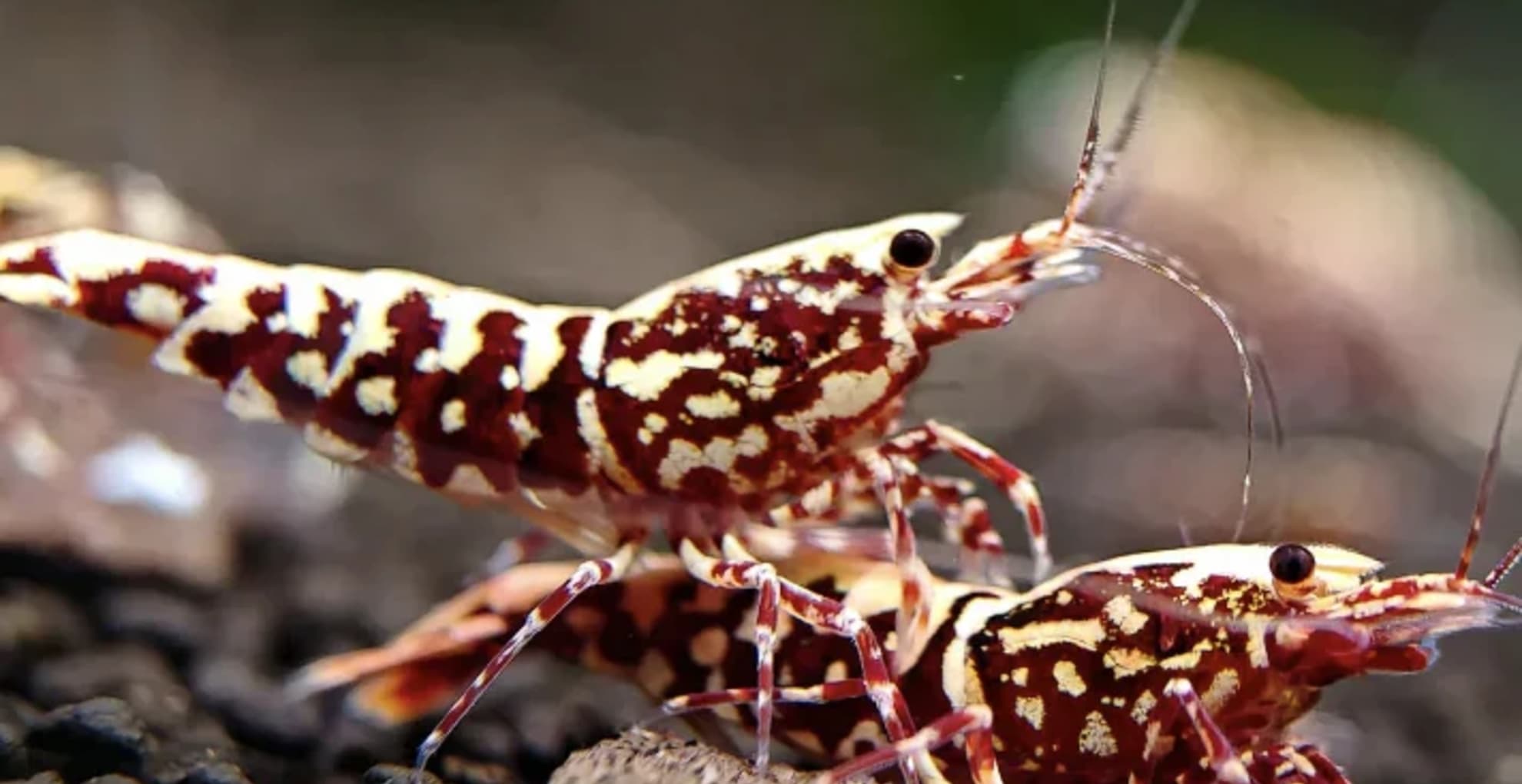 Red Galaxy Snowflake Caridina Shrimp