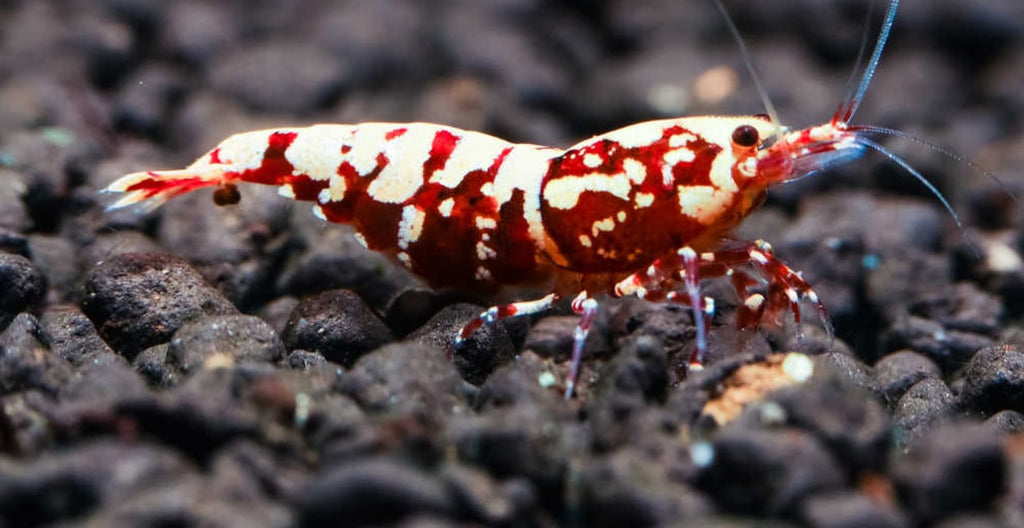 Red Galaxy Snowflake Caridina Shrimp