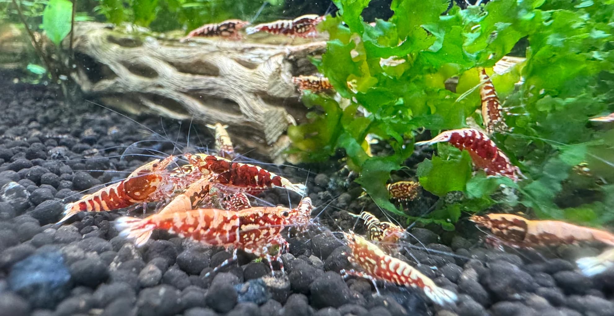 Red Galaxy Snowflake Caridina Shrimp