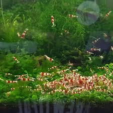 Crystal red colony in planted tank